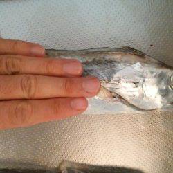 まだまだ太刀魚